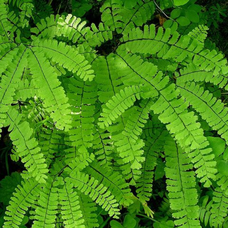 Maidenhair Fern (Adiantum pedatum) Main Image